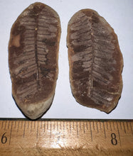 Load image into Gallery viewer, Fossil Tree Ferns from Mazon Creek both halves 1.5 to 2 Inches One Pair Per Order