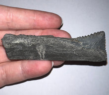 Load image into Gallery viewer, GEM Edestus Fossil Scissor Shark Tooth 3.15 Inches Pre Dinosaur Shark Tooth!