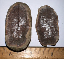 Load image into Gallery viewer, Fossil Tree Ferns from Mazon Creek both halves 1.5 to 2 Inches One Pair Per Order