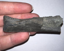 Load image into Gallery viewer, GEM Edestus Fossil Scissor Shark Tooth 3.15 Inches Pre Dinosaur Shark Tooth!