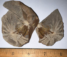 Load image into Gallery viewer, Extinct Fossil Horsetail Annularia from Mazon Creek Both Halves 2.16 Inches
