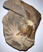 Load image into Gallery viewer, Extinct Fossil Horsetail Annularia from Mazon Creek Both Halves 2.16 Inches