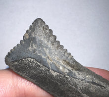Load image into Gallery viewer, GEM Edestus Fossil Scissor Shark Tooth 3.15 Inches Pre Dinosaur Shark Tooth!