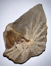 Load image into Gallery viewer, Extinct Fossil Horsetail Annularia from Mazon Creek Both Halves 2.16 Inches