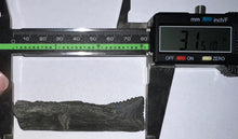 Load image into Gallery viewer, GEM Edestus Fossil Scissor Shark Tooth 3.15 Inches Pre Dinosaur Shark Tooth!