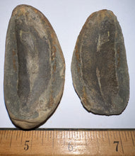 Load image into Gallery viewer, Fossil Seed Fern Macroneuropteris from Mazon Creek both halves 2.25 inches