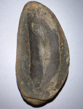 Load image into Gallery viewer, Fossil Seed Fern Macroneuropteris from Mazon Creek both halves 2.25 inches