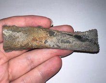 Load image into Gallery viewer, Edestus Fossil Scissor Shark Tooth 3.55 Inches Pre Dinosaur Shark Tooth!