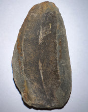 Load image into Gallery viewer, Fossil Seed Fern Macroneuropteris from Mazon Creek both halves 2.25 inches