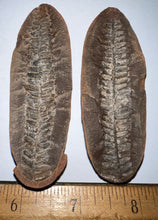 Load image into Gallery viewer, Fossil Tree Fern from Mazon Creek both halves just under 3 inches