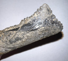 Load image into Gallery viewer, Edestus Fossil Scissor Shark Tooth 3.55 Inches Pre Dinosaur Shark Tooth!