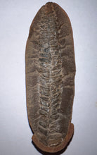 Load image into Gallery viewer, Fossil Tree Fern from Mazon Creek both halves just under 3 inches