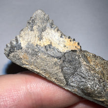 Load image into Gallery viewer, Edestus Fossil Scissor Shark Tooth 3.55 Inches Pre Dinosaur Shark Tooth!