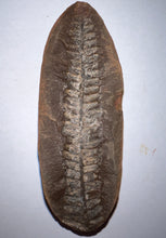 Load image into Gallery viewer, Fossil Tree Fern from Mazon Creek both halves just under 3 inches
