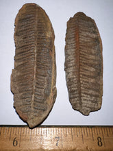 Load image into Gallery viewer, Fossil Tree Fern from Mazon Creek both halves 2.82 inches