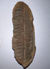 Load image into Gallery viewer, Fossil Tree Fern from Mazon Creek both halves 2.82 inches