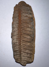Load image into Gallery viewer, Fossil Tree Fern from Mazon Creek both halves 2.82 inches
