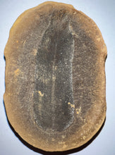 Load image into Gallery viewer, Fossil Seed Fern Macroneuropteris from Mazon Creek both halves 2.73 inches