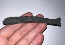 Load image into Gallery viewer, GEM Edestus Fossil Scissor Shark Tooth 4.11 Inches Pre Dinosaur Shark Tooth!