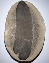 Load image into Gallery viewer, Huge Fossil Seed Fern Macroneuropteris from Mazon Creek both halves 3.06 inches