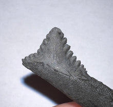 Load image into Gallery viewer, GEM Edestus Fossil Scissor Shark Tooth 4.11 Inches Pre Dinosaur Shark Tooth!