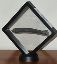 Load image into Gallery viewer, GEM Edestus Fossil Scissor Shark Tooth 4.11 Inches Pre Dinosaur Shark Tooth!
