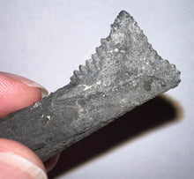 Load image into Gallery viewer, GEM Edestus Fossil Scissor Shark Tooth 4.16 Inches Pre Dinosaur Shark Tooth!