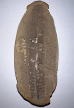 Load image into Gallery viewer, Fossil Tree Fern from Mazon Creek both halves 3.72 inches
