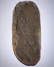 Load image into Gallery viewer, HUGE Fossil Seed Fern Macroneuropteris from Mazon Creek both halves 3.8 inches