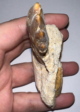 Load image into Gallery viewer, Rare Basilosaurid Whale Tooth in matrix with associated Jaw Fragment 3.24 Inches