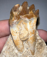 Load image into Gallery viewer, Rare Basilosaurid Whale Tooth in matrix with associated Jaw Fragment 3.24 Inches