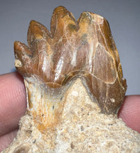 Load image into Gallery viewer, Rare Basilosaurid Whale Tooth in matrix with associated Jaw Fragment 3.24 Inches