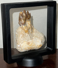 Load image into Gallery viewer, Rare Basilosaurid Whale Tooth in matrix with associated Jaw Fragment 3.24 Inches
