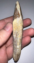 Load image into Gallery viewer, Rare HUGE Basilosaurid Whale Tooth 4.14 Inches