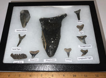 Load image into Gallery viewer, XL Premium Labeled 10 Fossil Shark Tooth Collection in a Riker Mount with a Megalodon