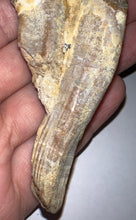 Load image into Gallery viewer, Rare HUGE Basilosaurid Whale Tooth 4.14 Inches