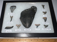 Load image into Gallery viewer, XL Premium Labeled 10 Fossil Shark Tooth Collection in a Riker Mount with a Megalodon