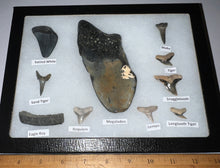 Load image into Gallery viewer, XL Premium Labeled 10 Fossil Shark Tooth Collection in a Riker Mount with a Megalodon