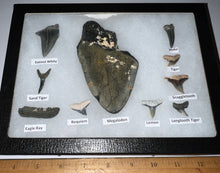 Load image into Gallery viewer, XL Premium Labeled 10 Fossil Shark Tooth Collection in a Riker Mount with a Megalodon