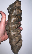 Load image into Gallery viewer, GEM HUGE Stegodon Fossil Molar 9.22 Inches from Thailand!