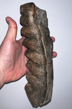 Load image into Gallery viewer, GEM HUGE Stegodon Fossil Molar 9.22 Inches from Thailand!