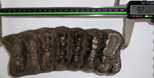 Load image into Gallery viewer, GEM HUGE Stegodon Fossil Molar 9.22 Inches from Thailand!