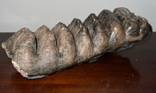 Load image into Gallery viewer, GEM HUGE Stegodon Fossil Molar 9.22 Inches from Thailand!