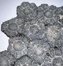 Load image into Gallery viewer, GEM Glyptodont Rare 18 Connected Scutes 8.14 Inches