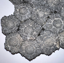 Load image into Gallery viewer, GEM Glyptodont Rare 18 Connected Scutes 8.14 Inches