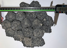 Load image into Gallery viewer, GEM Glyptodont Rare 18 Connected Scutes 8.14 Inches