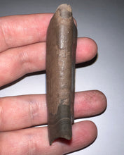 Load image into Gallery viewer, GEM Rare Large Ice Age Fossil Ground Sloth Paramylodon Tooth 2.75 Inches