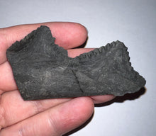 Load image into Gallery viewer, Edestus Fossil Scissor Shark Partial Tooth Whorl 2.94 Inches Pre Dinosaur Shark Tooth!