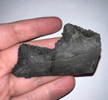 Load image into Gallery viewer, Edestus Fossil Scissor Shark Partial Tooth Whorl 2.94 Inches Pre Dinosaur Shark Tooth!