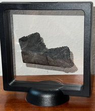 Load image into Gallery viewer, Edestus Fossil Scissor Shark Partial Tooth Whorl 2.94 Inches Pre Dinosaur Shark Tooth!
